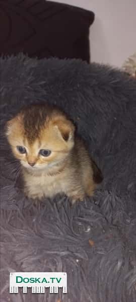 Продаются британские котята прямоухие и вислоухие. Родились 4.10.22.