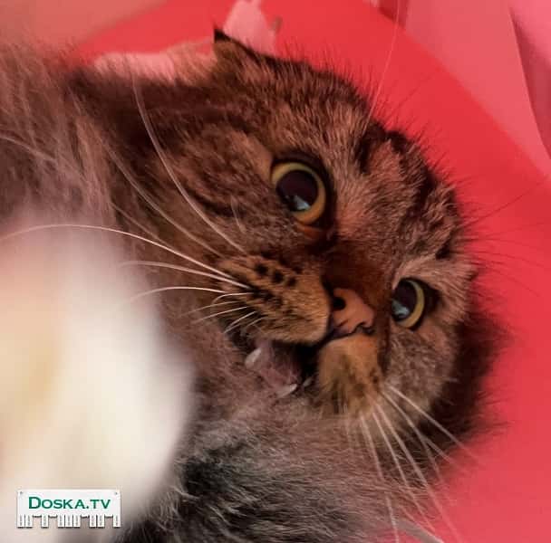 Отдам кошку в добрые руки  имеются все прививки, международный