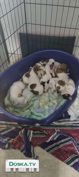 Щенки джек рассел породистые от заводчика 5 мальчиков и 4