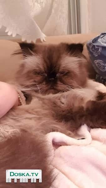 Гималайский котик ищет кошечку для вязки.