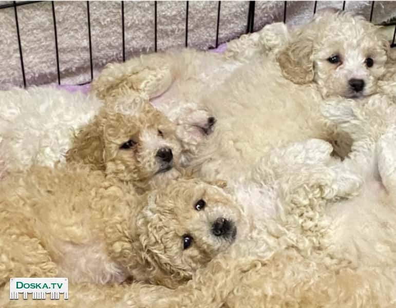 Щенки пуделя (белые и кремовые) ,рождённые 15.12.2024. Щенки здоровые, активные