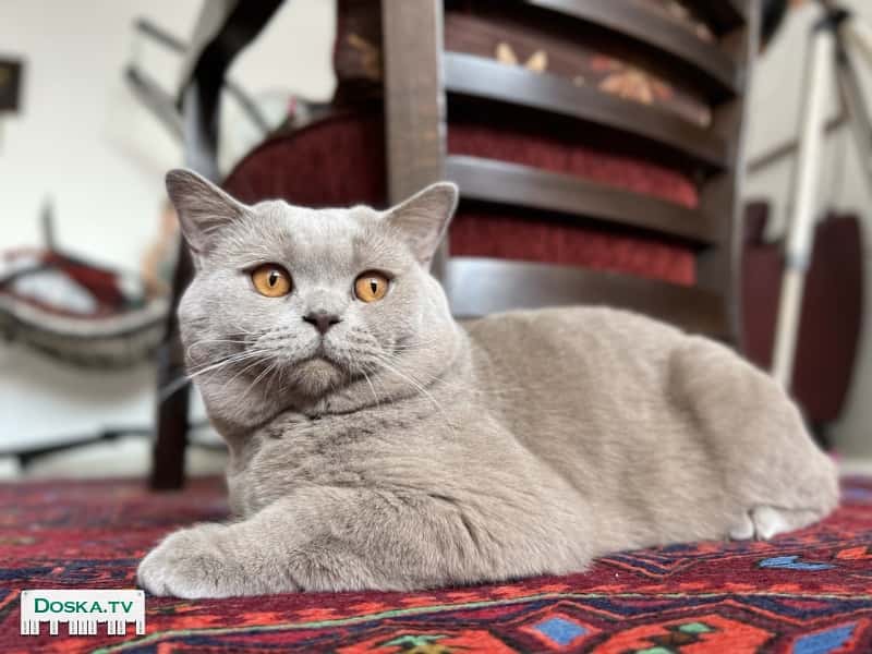 Британский кот 3.5 года ищет кошечку для вязки цвет беж-Лилях.характер