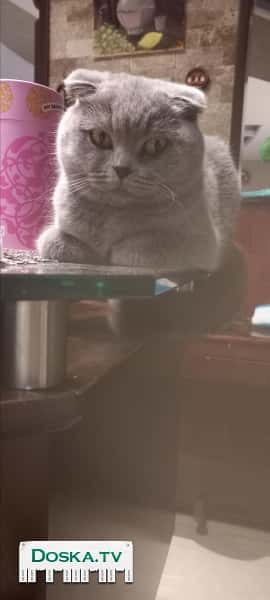 Британская кошечка голубого окраса приглашает жениха. Север страны/