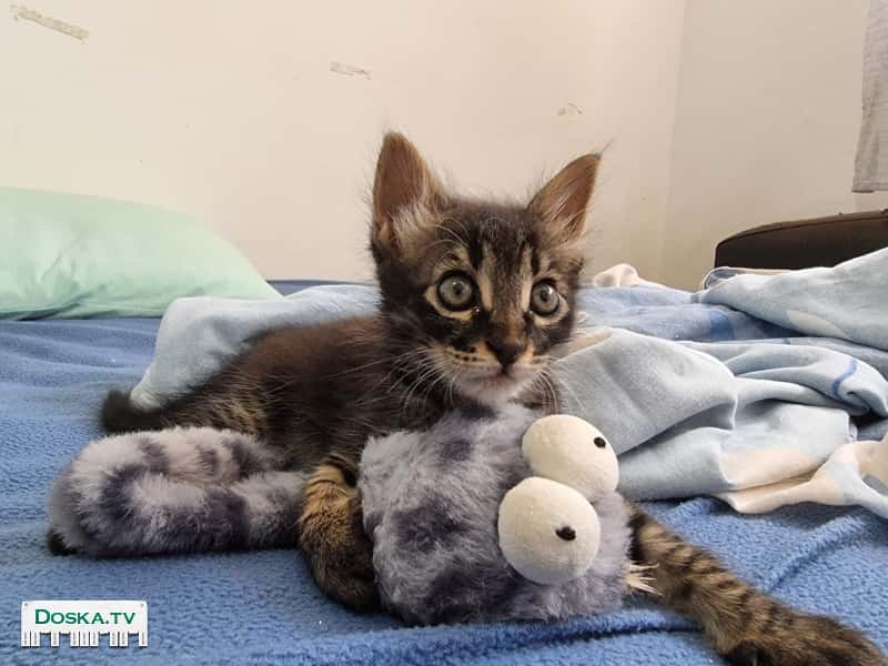 Маленькая кошечка ищет теплый дом и родную семью. уже кушает